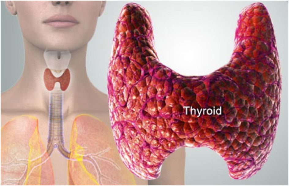 thyroid