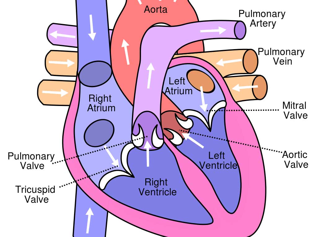 heart-diagram