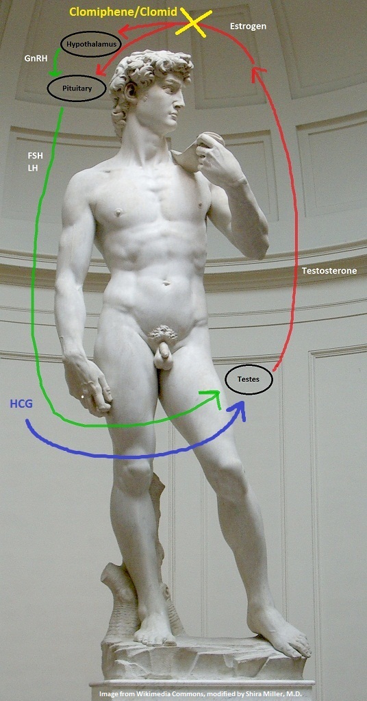 Clomid_Testosterone_Alternative_David_gtoul