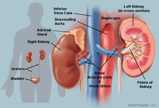 peds-nephrotoxicity