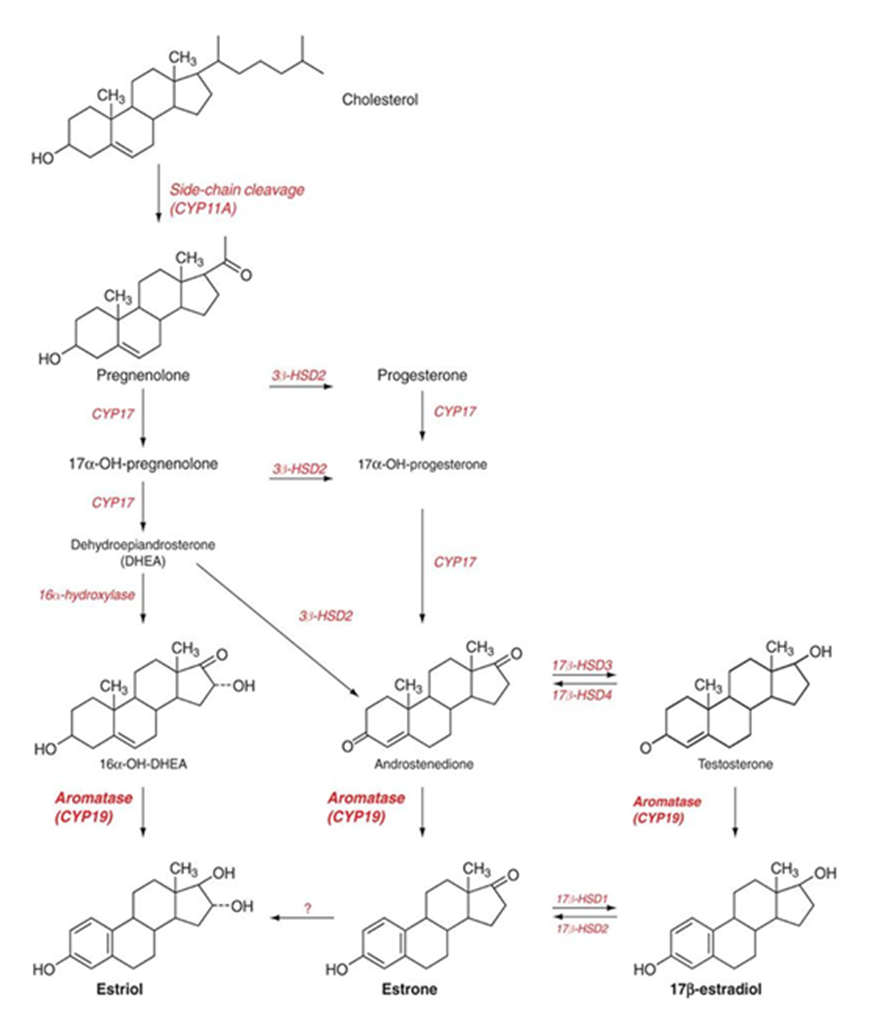 ΕΞΩΓΕΝΗΣ ΧΡΗΣΗ ΑΑΣ ΚΑΙ ΑΞΟΝΑΣ