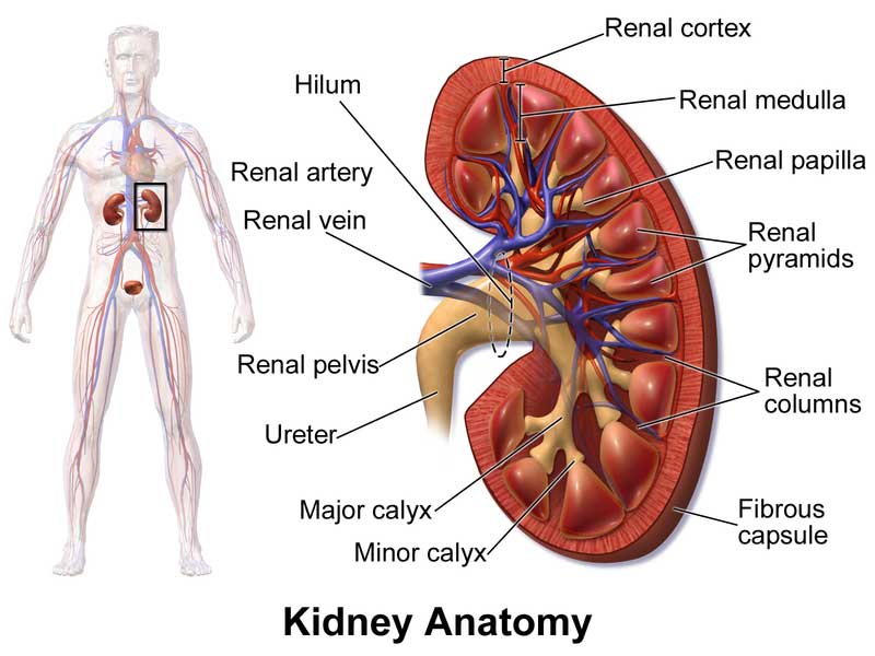 Kidney Damage from AAS Abuse, Supplements and Over-Training
