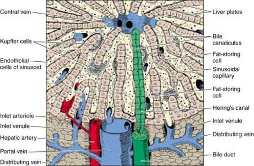 ΗΠΑΤΟΠΡΟΣΤΑΤΕΥΤΙΚΑ ΣΥΜΠΛΗΡΩΜΑΤΑ