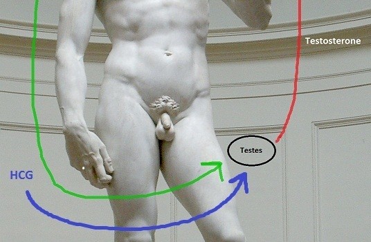 ΑΠΟΚΑΤΑΣΤΑΣΗ ΤΟΥ ΑΞΟΝΑ HPTA