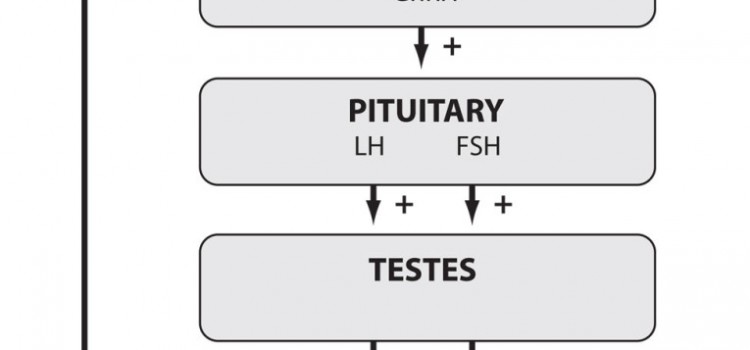 Getting to Know the HPTA