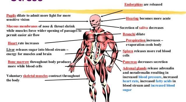 ΚΟΡΤΙΚΟΣΤΕΡΟΕΙΔΗ ΚΑΙ BODYBUILDING