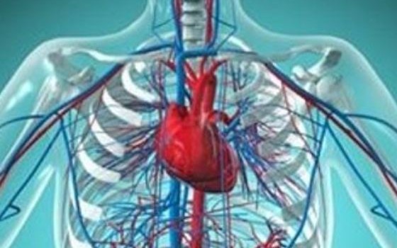 ΕΠΙΔΡΑΣΗ ΤΗΣ ΤΕΣΤΟΣΤΕΡΟΝΗΣ ΣΤΗΝ ΚΑΡΔΙΑΚΗ ΣΥΣΤΟΛΗ