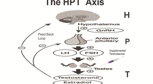 SUPPRESSION OF THE PITUITARY-HYPOTHALAMIC-TESTICULAR AXIS AS A RESULT OF AAS ABUSE