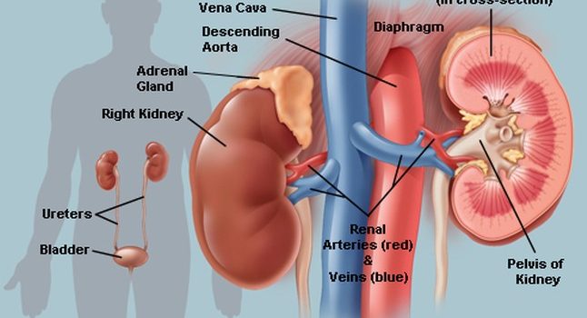 PEDs-INDUCED  NEPHROTOXICITY